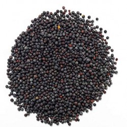 Moutarde Noire