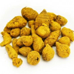 Curcuma rhizome mère entier