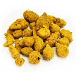 Curcuma rhizome mère entier