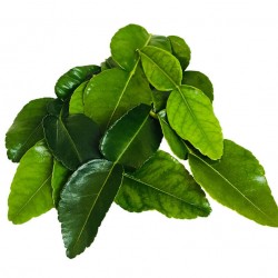 Feuilles de combava de l'île de la Réunion (France)