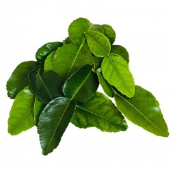 Feuilles de combava de l'île de la Réunion (France)
