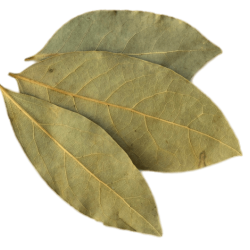 Laurier