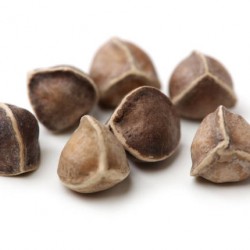 Moringa graines